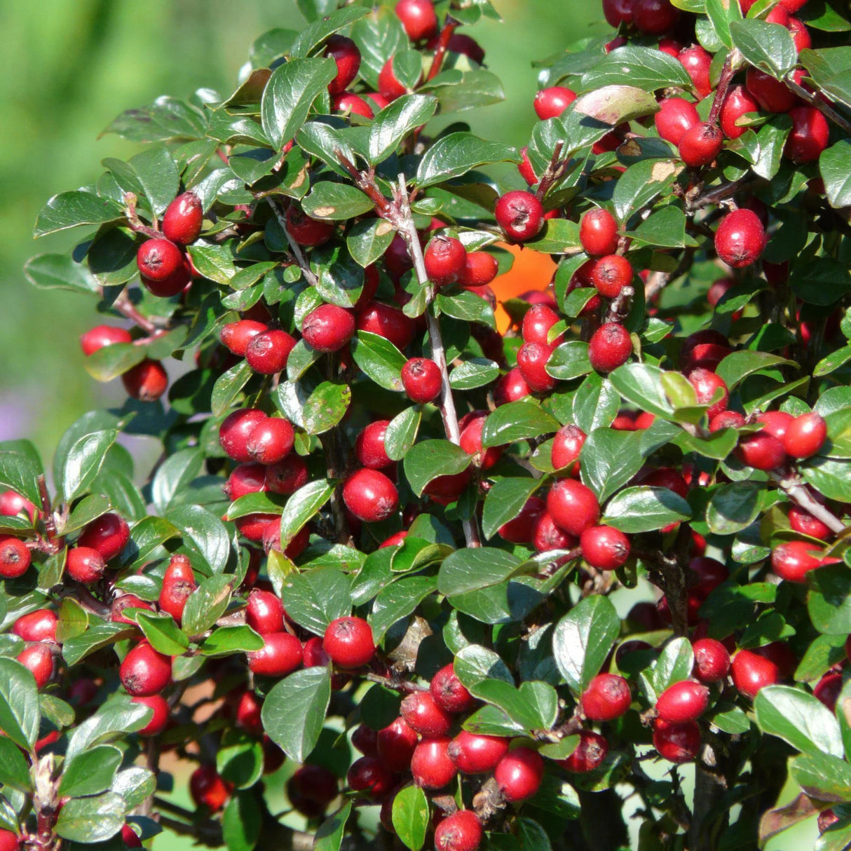 24x Cotoneaster dammeri - ↕10-25cm - Ø9cm