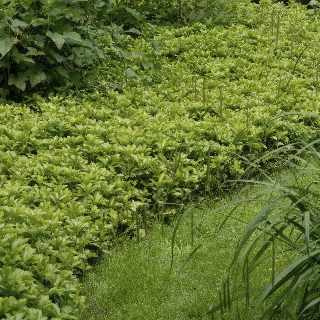 24x Pachysandra term. 'Green Carpet' - ↕10-25cm - Ø9cm