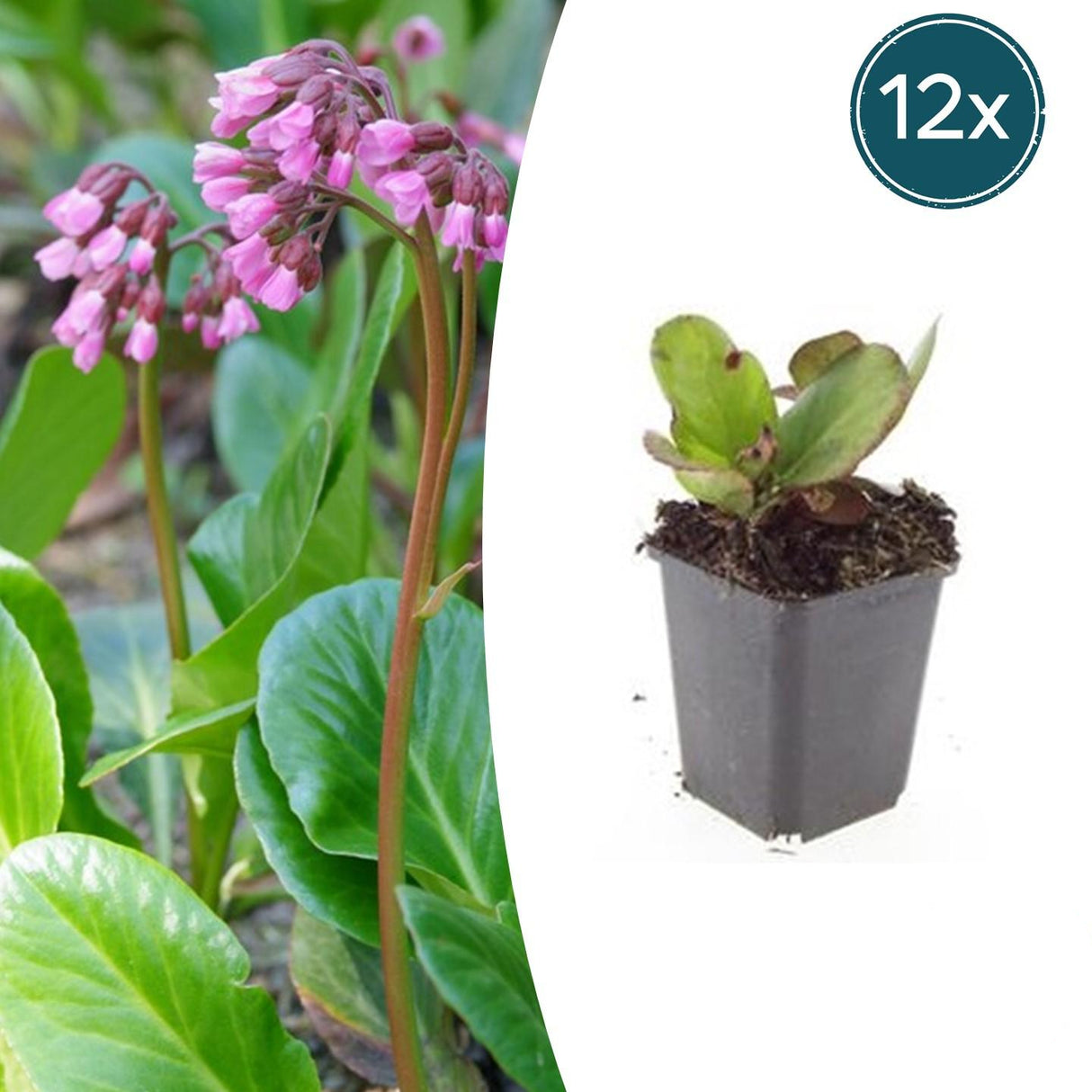 12x Bergenia cordifolia 'Herbstblüte' - ↕10-25cm - Ø9cm