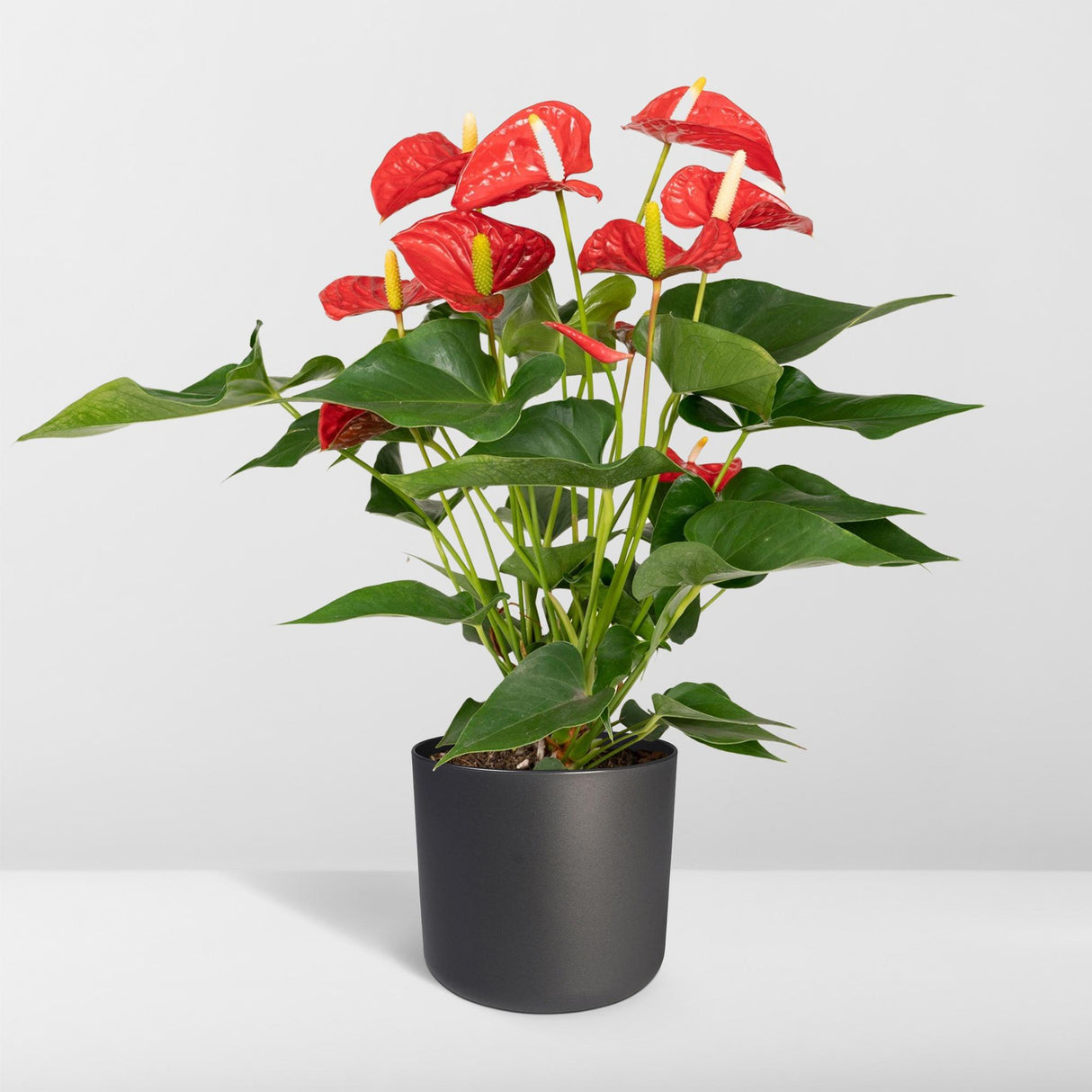 Flamingoplant / Anthurium – ↕55cm – ⌀17cm