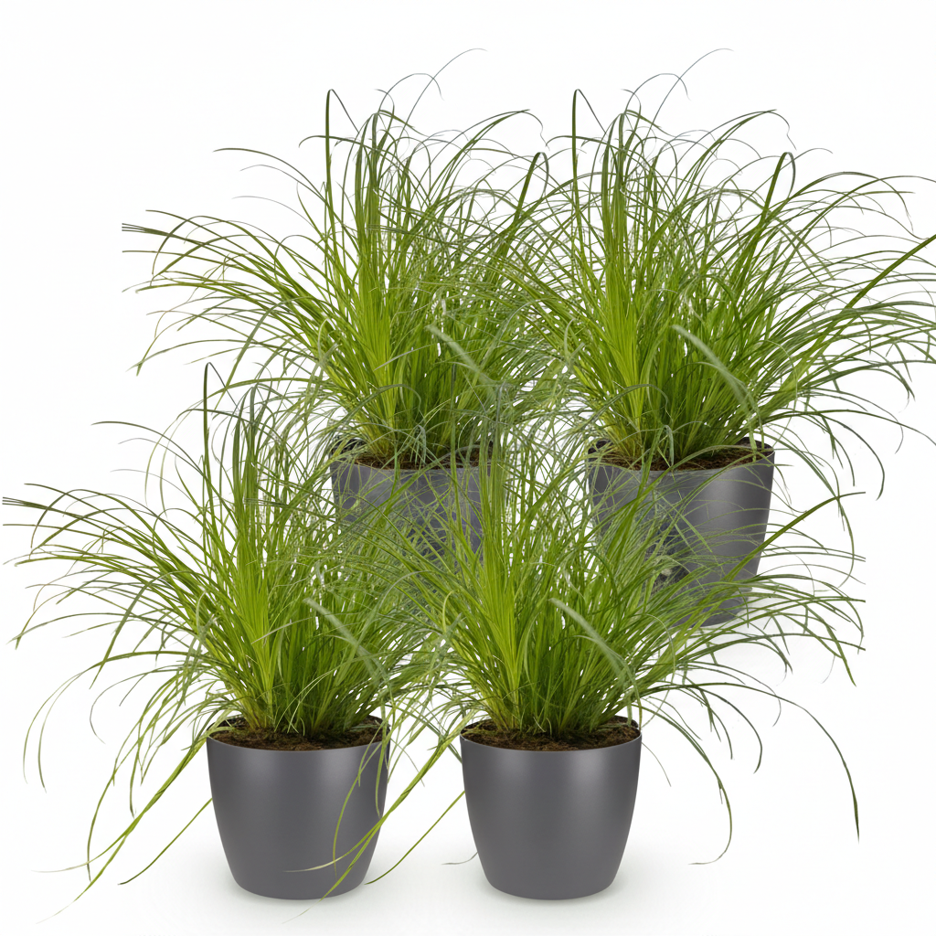 Cyperus alternifolius Zumula - Kattengras - Huisdiervriendelijke Plant - Groen - 4 Planten - met Potter Grijs - Pot 12cm - Hoogte 20cm