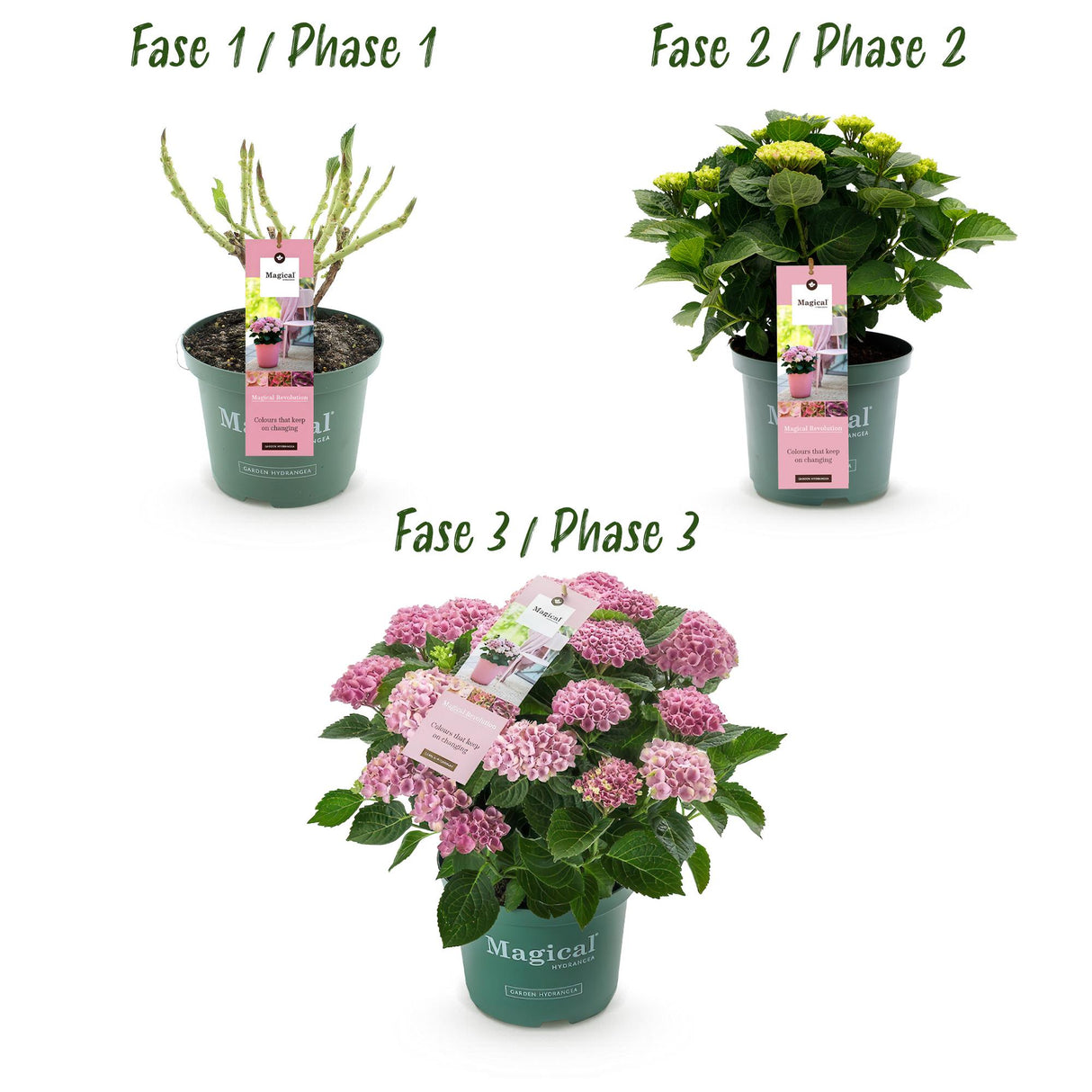 Green boutiQ - Terrasplant - Hortensia - Hydrangea Magical Revolution Pink - Pink - 6-10 Bloemen - 2 Planten - Pot 23cm Hoogte 55cm