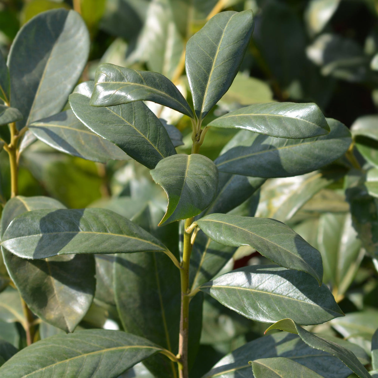 Green boutiQ - Haagplanten - Prunus laurocerasus Rotundifolia - blad groen - 8 planten - 1 strekkende meter - groenblijvend - pot 9cm hoogte 30-35cm