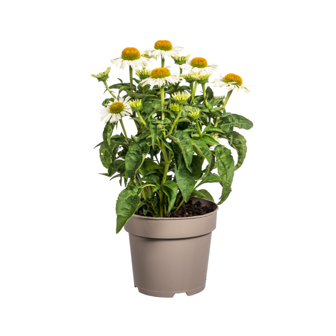 Echinacea Purpurea Weiß Ø19cm - ↕60cm - Ø70cm