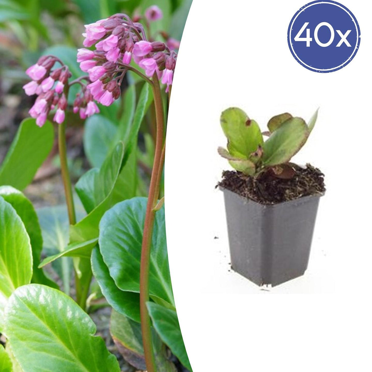 40x Bergenia cordifolia 'Herbstblüte' - ↕10-25cm - Ø9cm