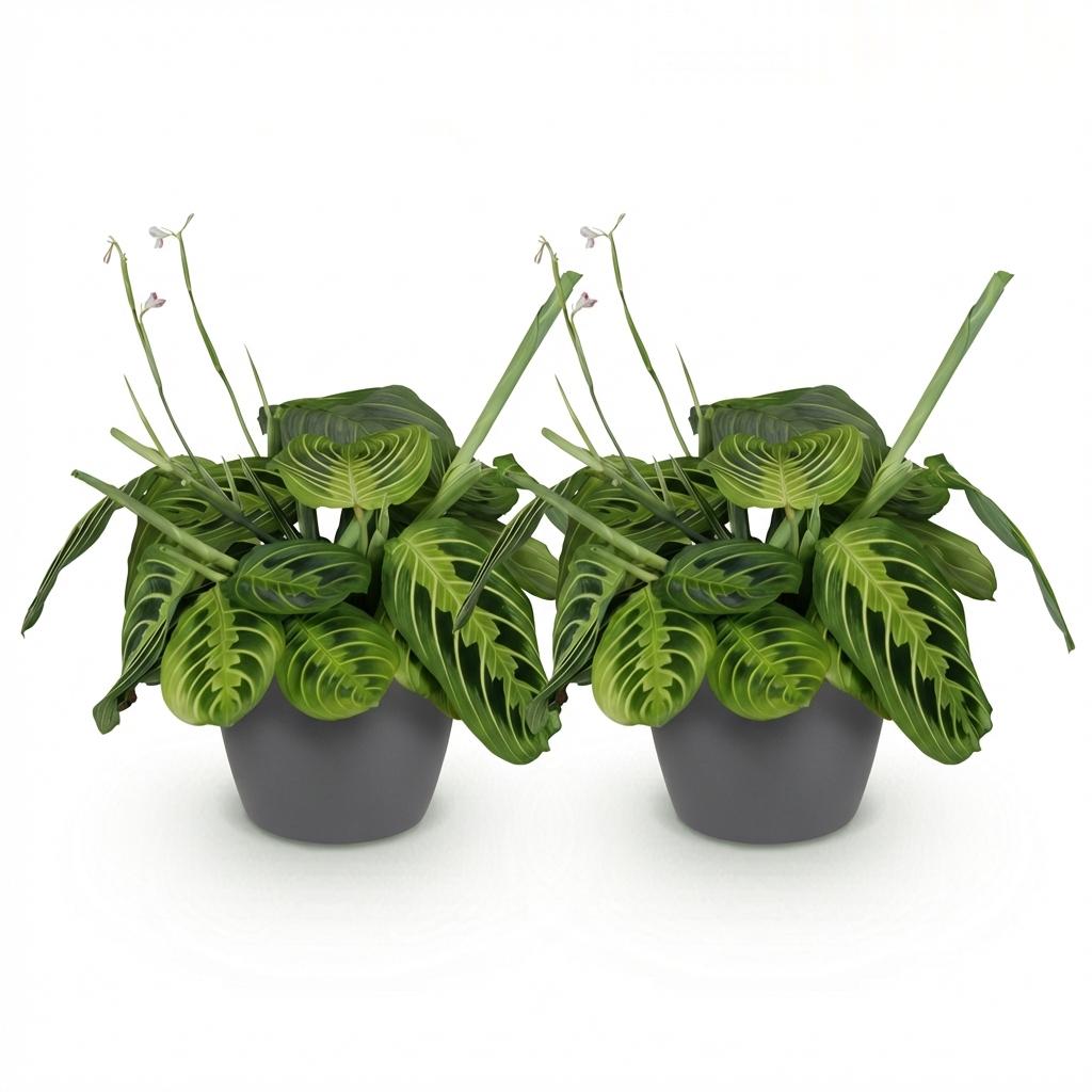 Maranta Fascinator Lemon Lime - Gebedsplant - Huisdiervriendelijke Plant - Groen - 2 Planten - met Potter Grijs - Pot 12cm - Hoogte 25cm