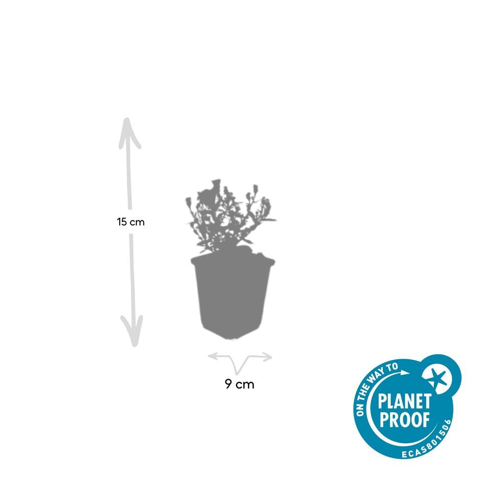 48x Aster (D) 'Prof. Anton Kippenberg' - ↕10-25cm - Ø9cm