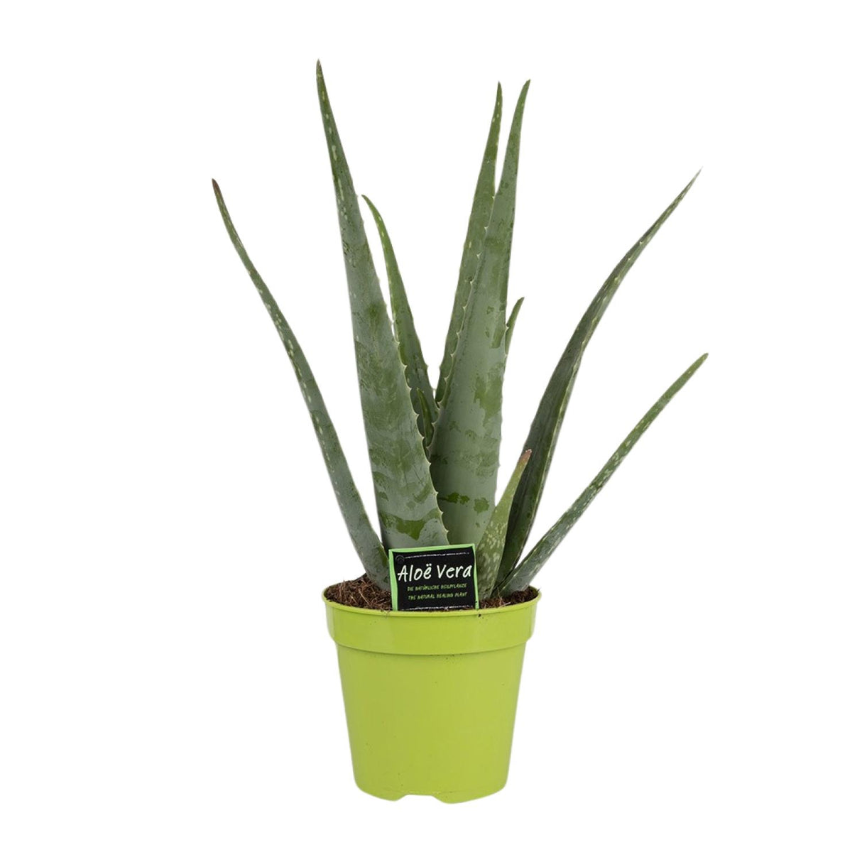 Aloe Vera - Ø15cm - ↕65cm