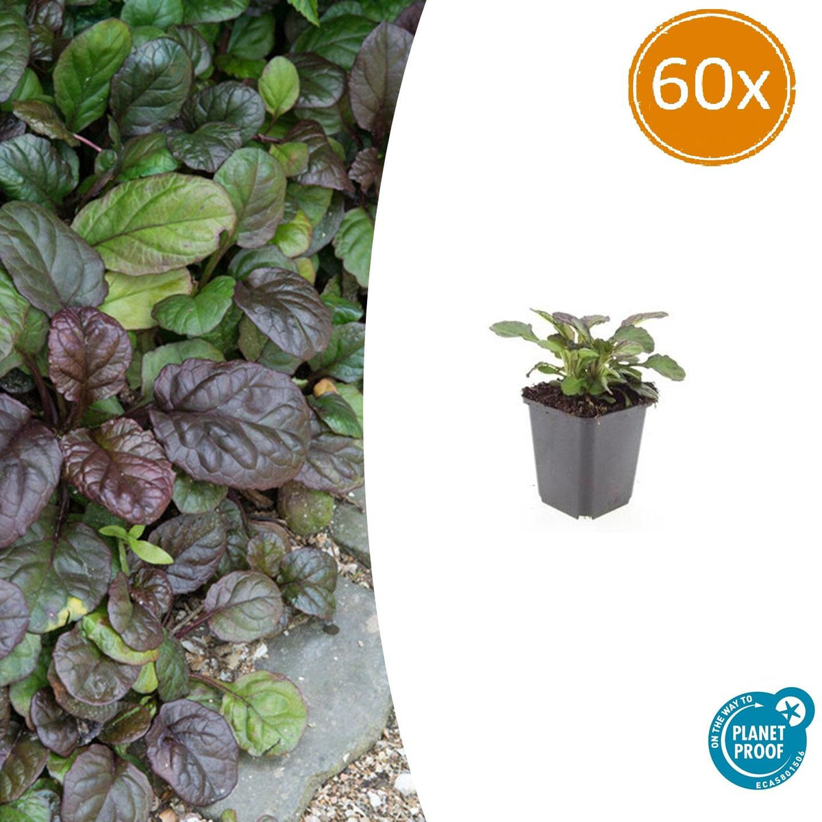 60x Ajuga reptans 'Catlin's Giant' - ↕10-25cm - Ø9cm
