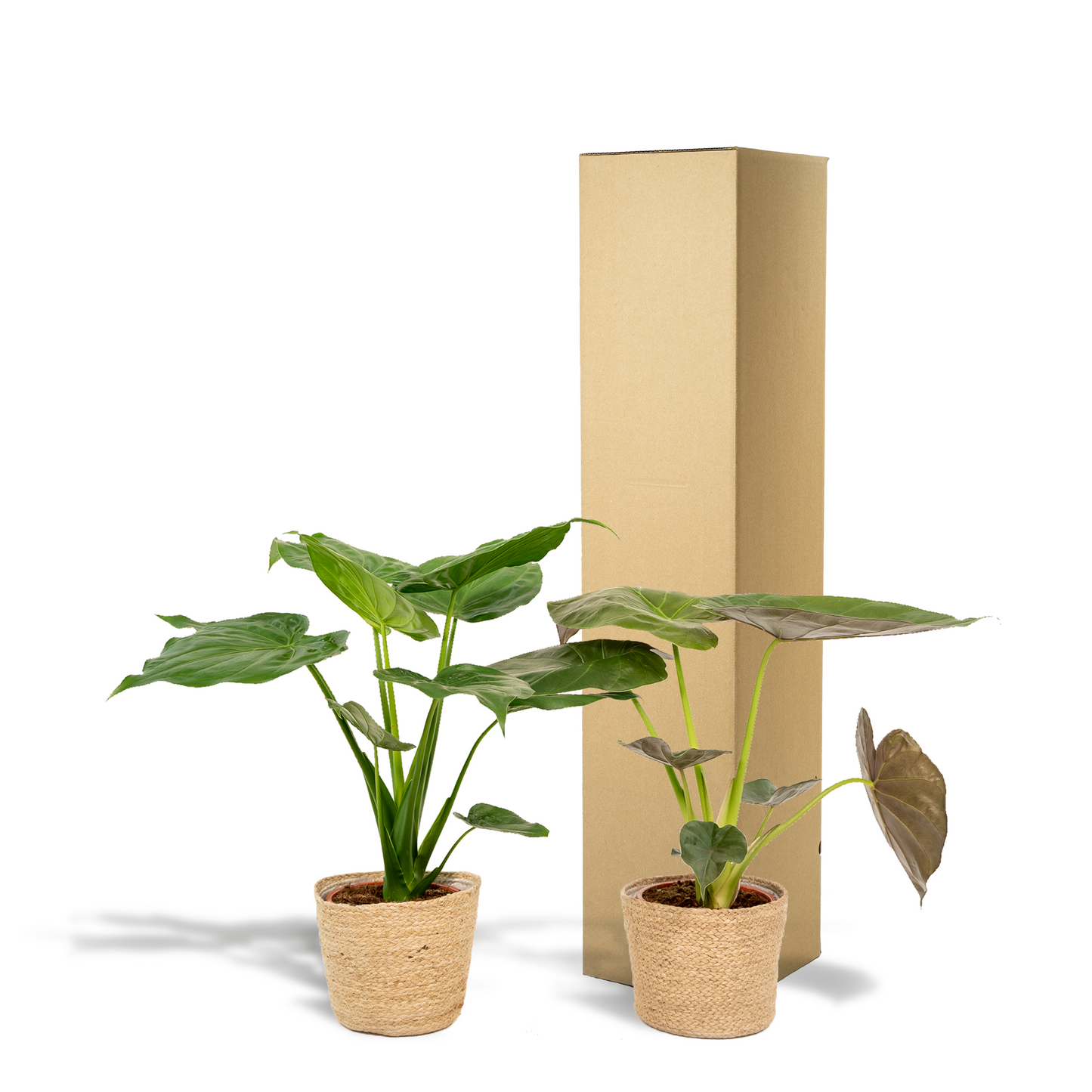 Alocasia Cucullata - Ø19cm - ↕60cm + Alocasia Wentii - Ø19cm - ↕60cm + Mand Selin