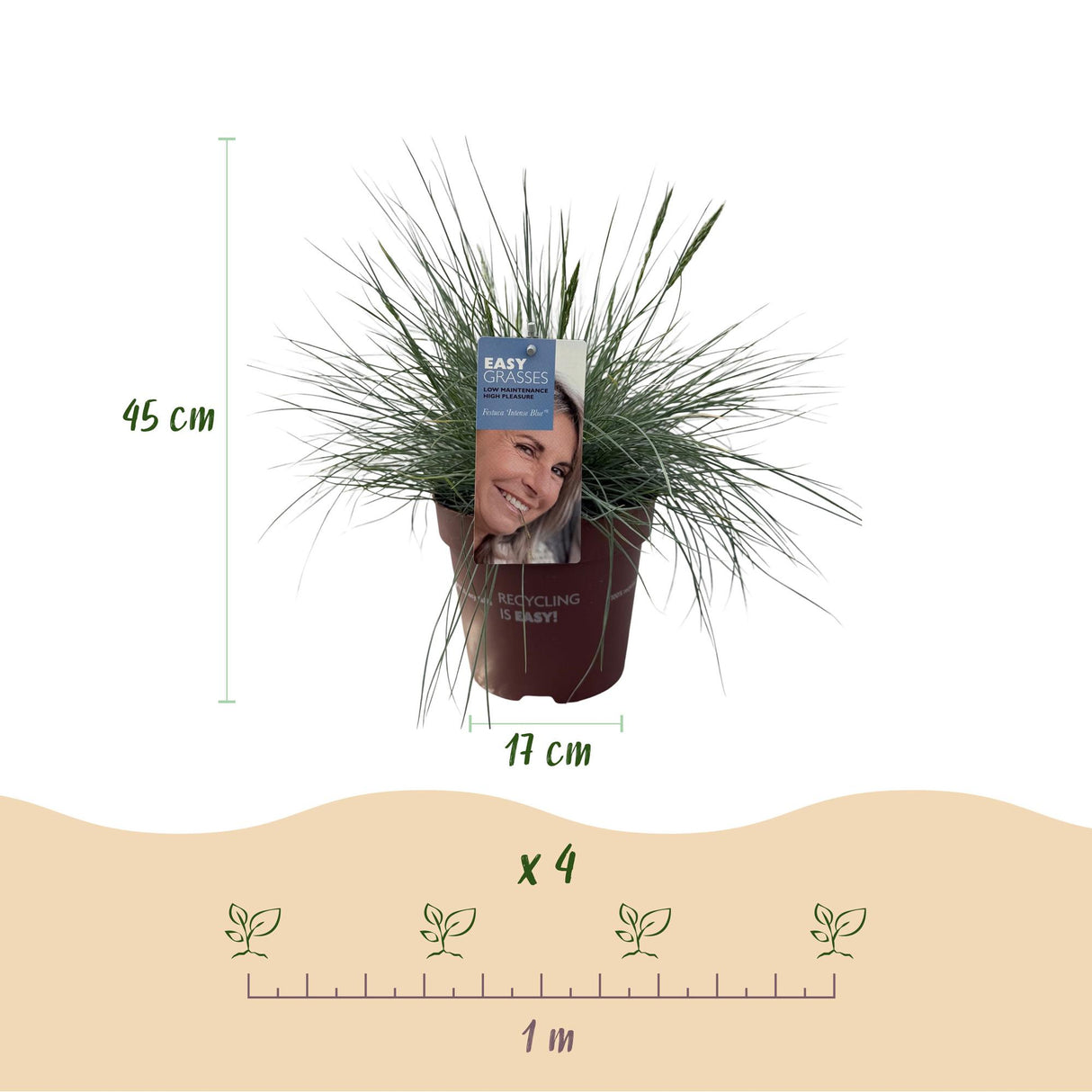 Siergrassen - Festuca glauca Intense Blue - Blauw - 4 Planten - Bladhoudend - Weinig Onderhoud - Pot 17cm Hoogte 50cm