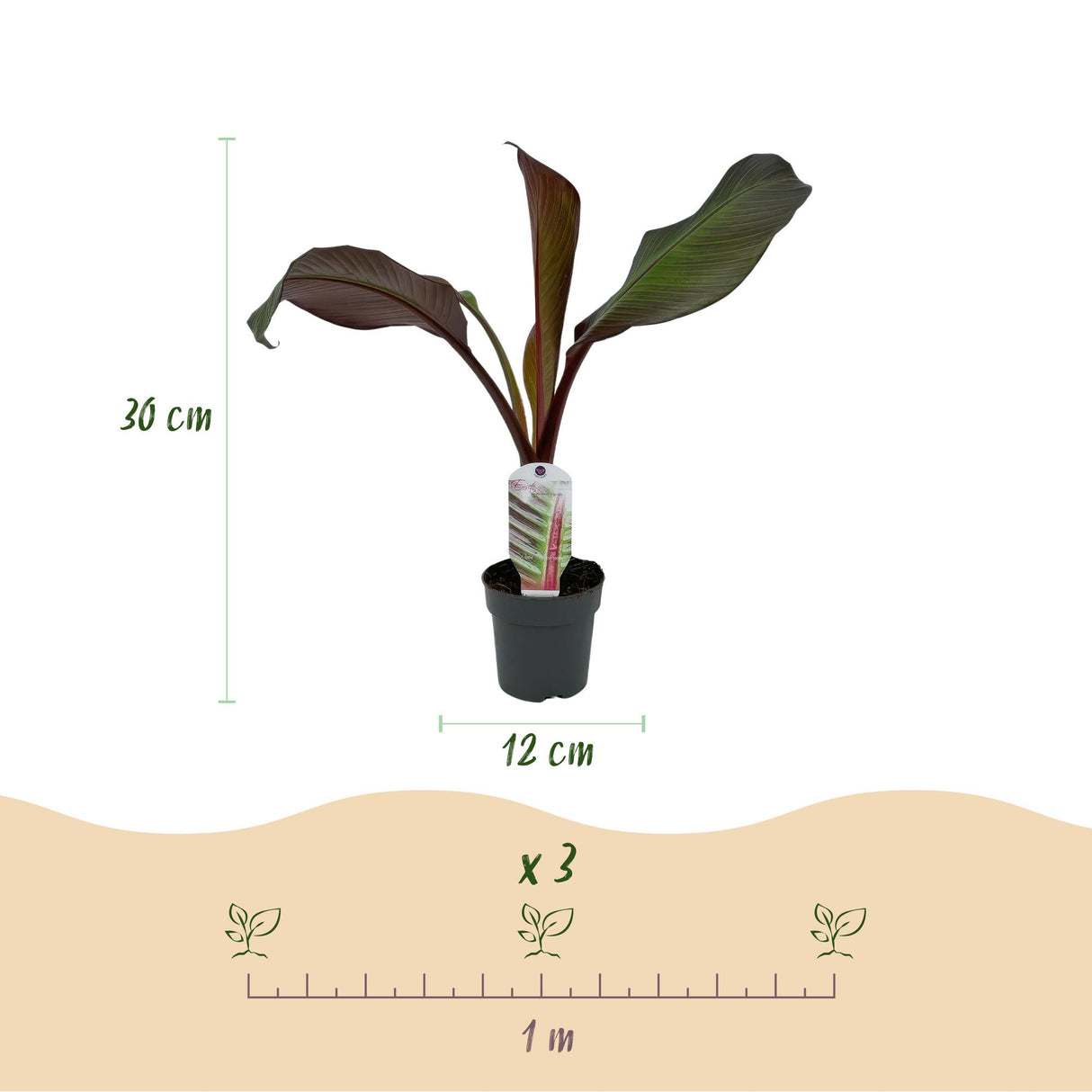 Green boutiQ - Plante fruitière - Plante de bananier - Ensete ventricosum Maurelli - Rustique - 6 plantes - Pot 12cm Hauteur 30cm