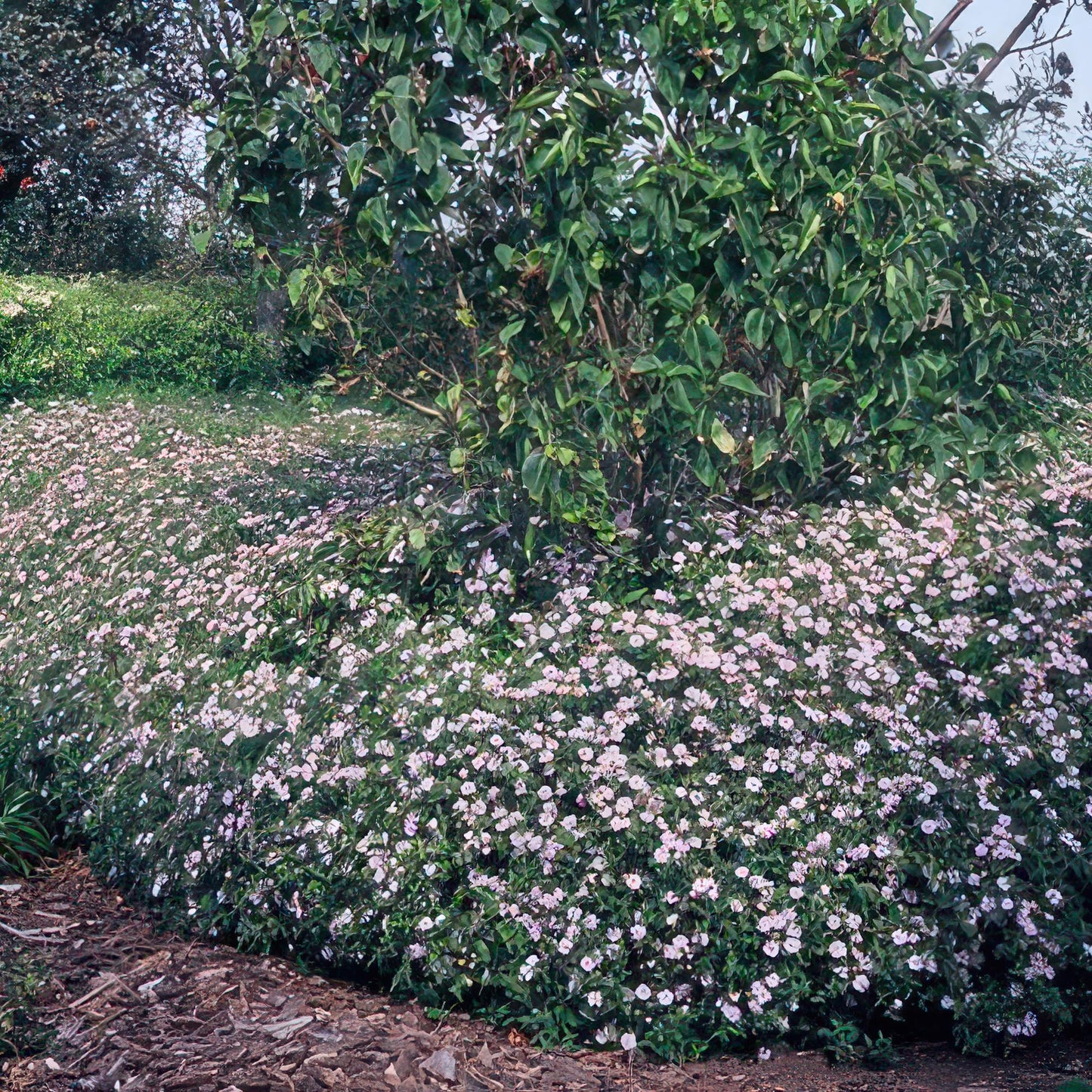 24x Aster ageratoides 'Asran' - ↕10-25cm - Ø9cm