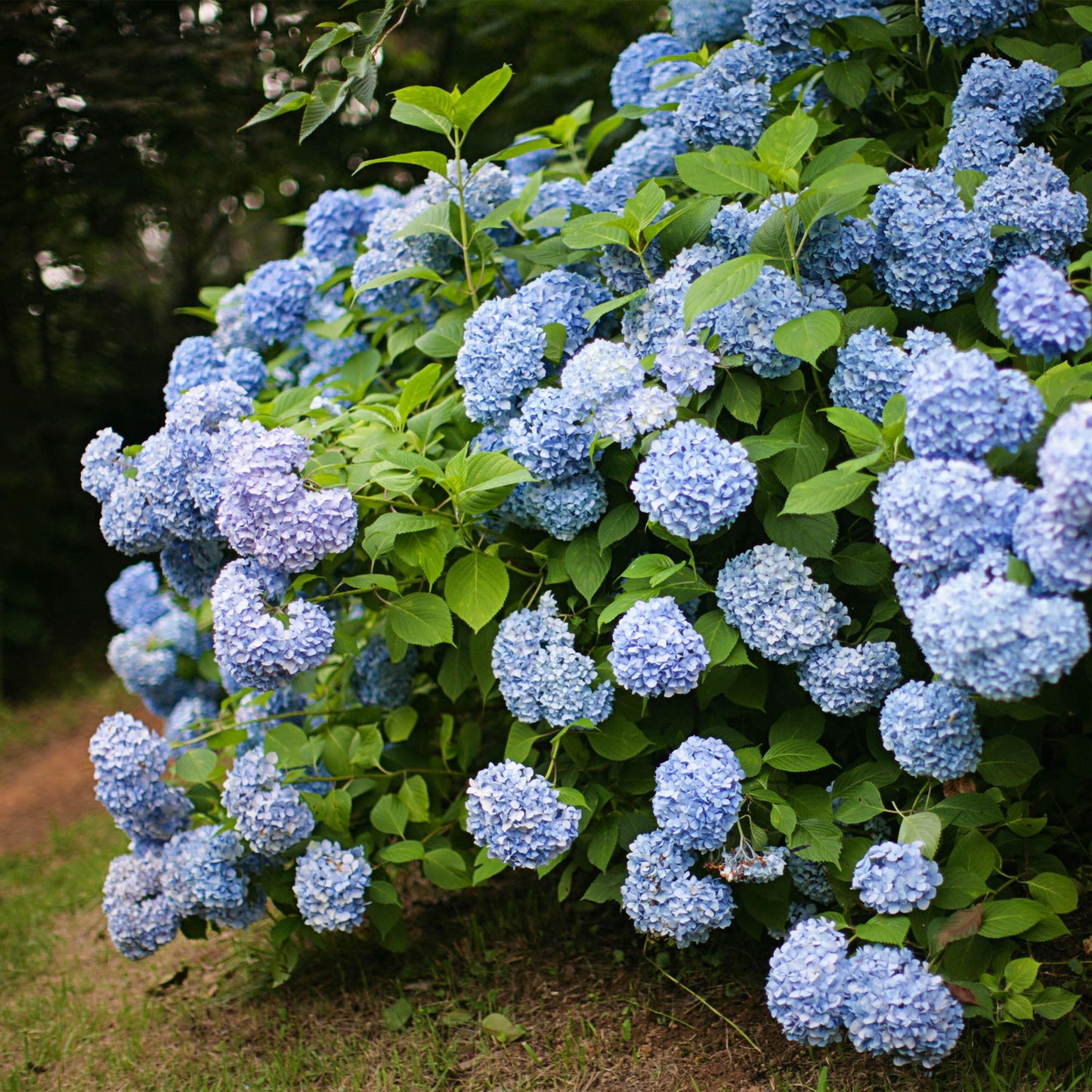 Green boutiQ - Hortensia - Hydrangea macrophylla Blue - Bloem Blauw - 1 Plant - Bladverliezend - Weinig Onderhoud - Pot 17cm Hoogte 30cm