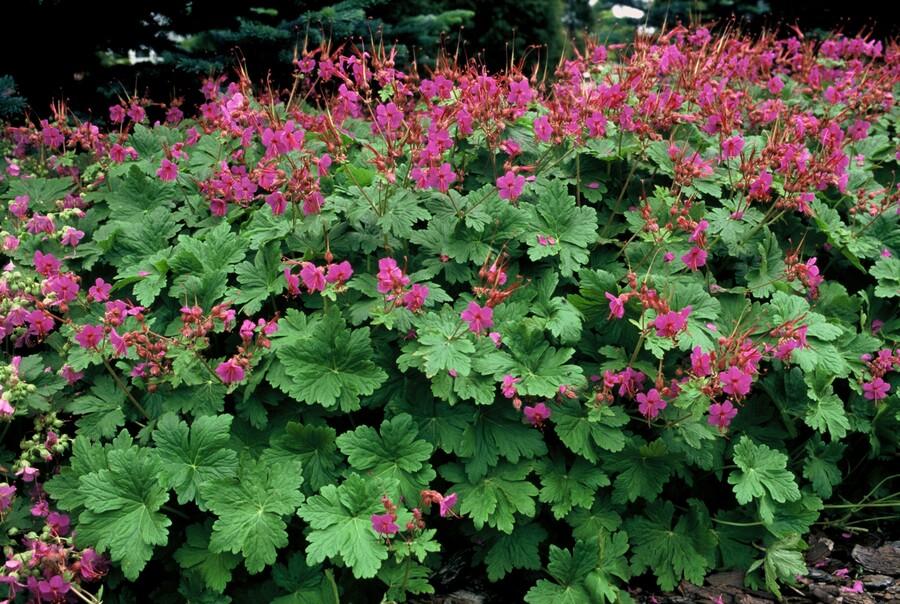 48x Geranium macr. 'Czakor' - ↕10-25cm - Ø9cm