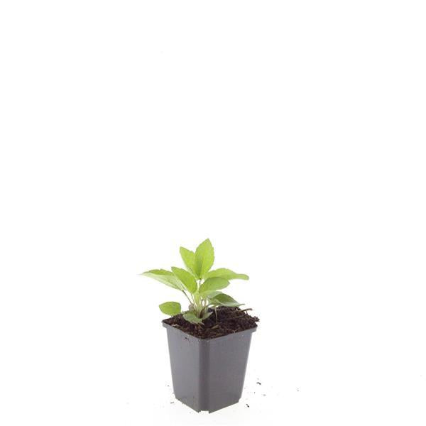 48x Zonnehoed / Rudbeckia fulgida 'Goldsturm' – ↕10cm – ⌀9 cm