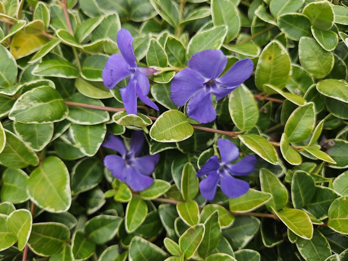 24x Vinca minor 'Ralph Shugert' - ↕10-25cm - Ø9cm