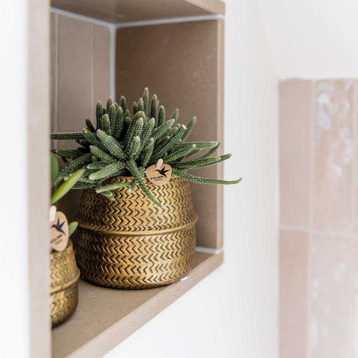 Kolibri Company - Planten set Groove goud | Set met witte Phalaenopsis orchidee Amabilis Ø9cm en groene plant Succulent Aloe Brevifolia Ø6cm | incl. gouden keramieken sierpotten