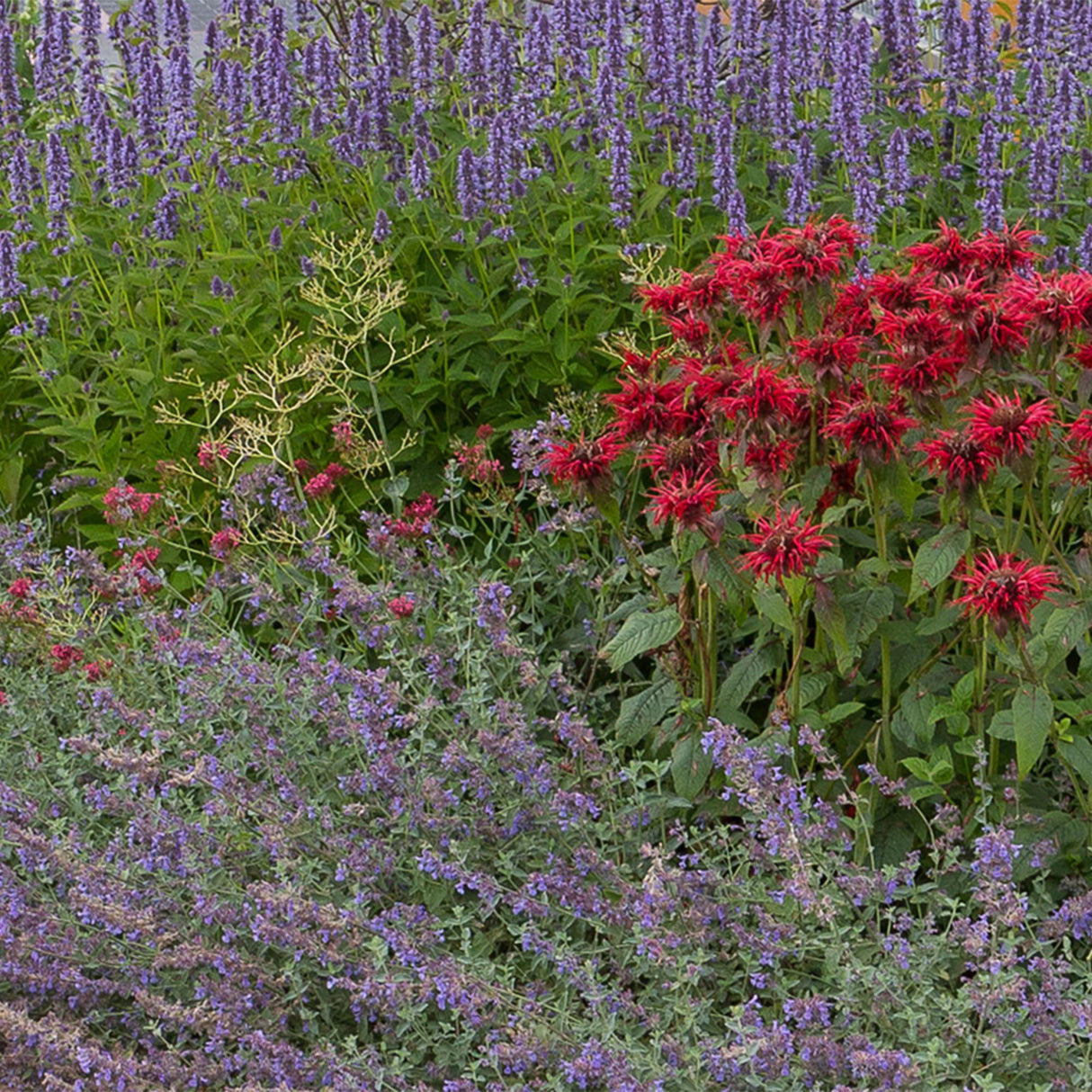 Borderpakket - Geurend - 8 Vaste planten - 1 m2 - Diversen kleuren - Weinig Onderhoud - Pot 11cm