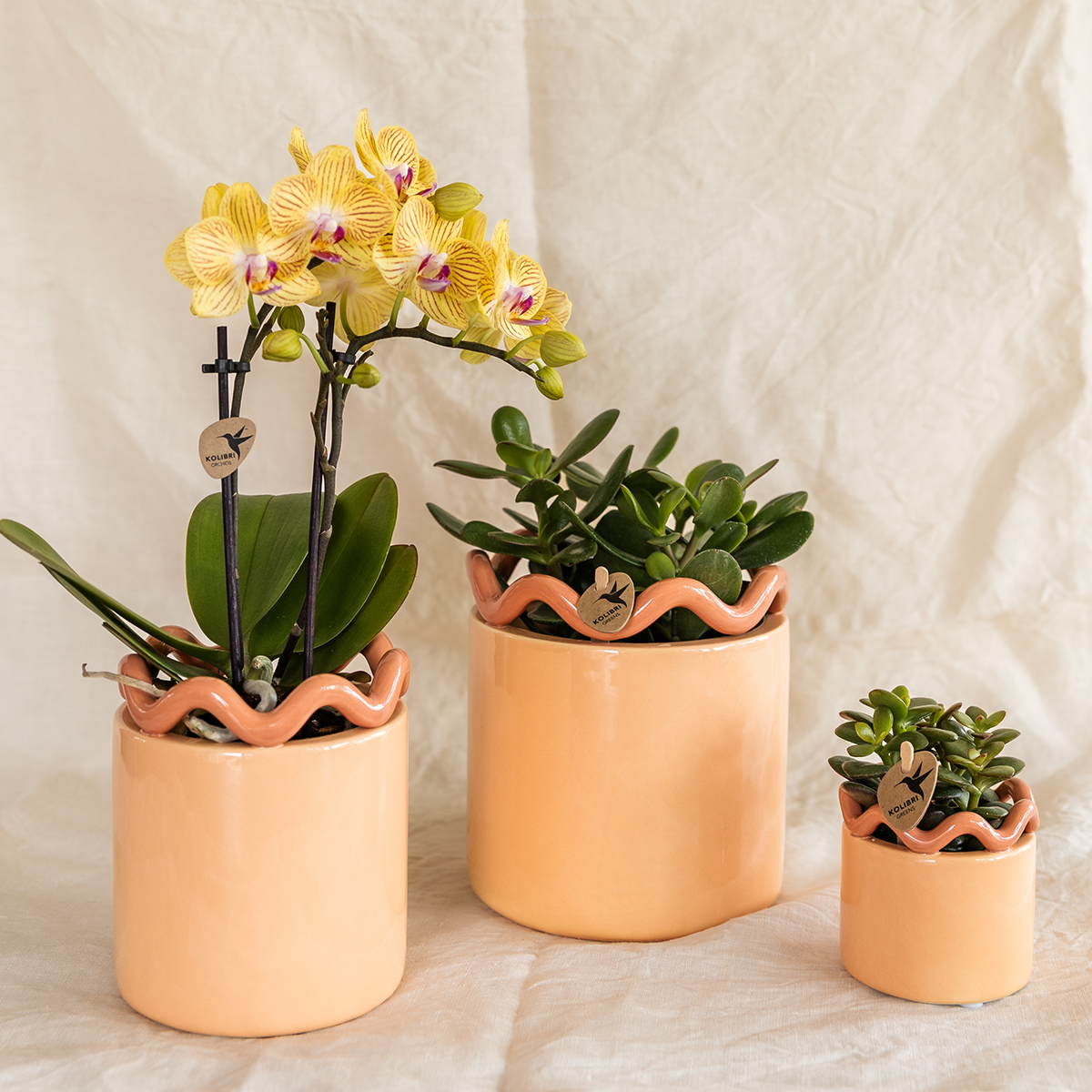 Kolibri Orchids | gele Phalaenopsis orchidee - Lima - potmaat Ø9cm | bloeiende kamerplant - vers van de kweker