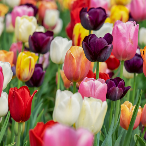 Tulpenbollen mix bundel 15 zakjes