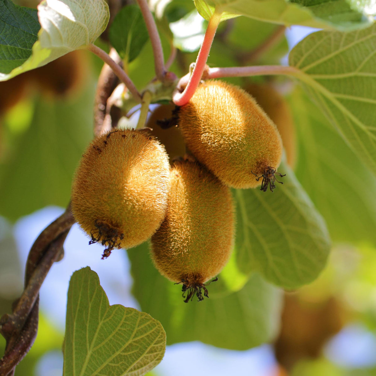 Fruitplant - Actinidia Weiki & Golden Kiwi - Kiwiplant - 1 Mannelijke - 1 Vrouwelijke - Planten - Geel - Pot 15cm - Hoogte 50cm