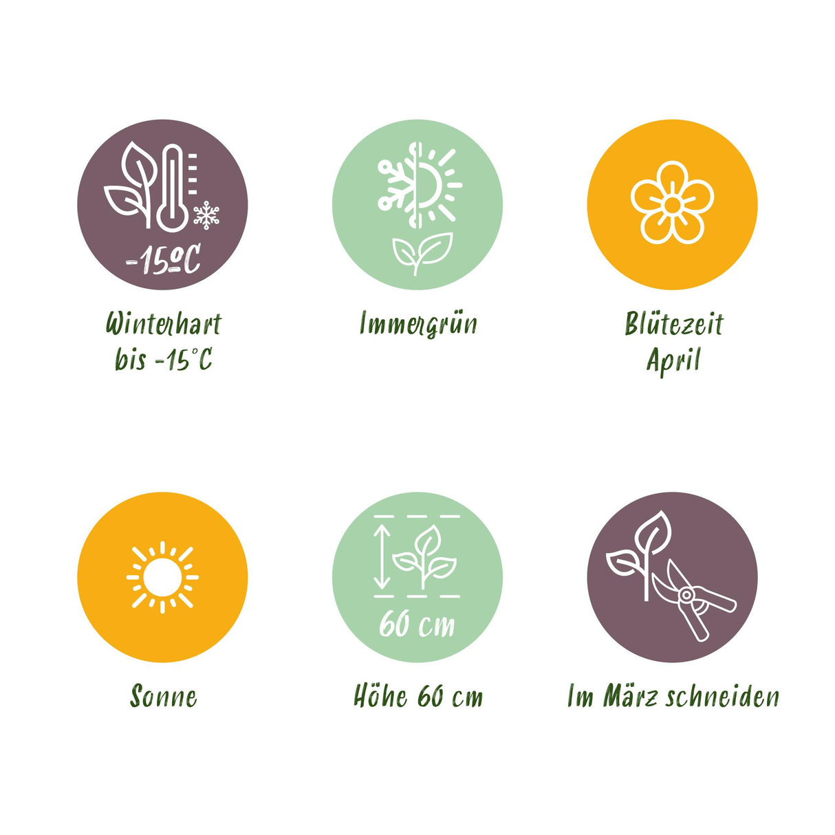 Green boutiQ - Siergrassen - Festuca glauca Intense Blue - Blauw - 2 Planten - Bladhoudend - Weinig Onderhoud - Pot 17cm Hoogte 50cm