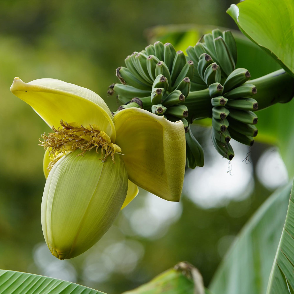 Green boutiQ - Fruitplant - Bananen plant - Musa Basjoo - Winterhard - 2 planten - Pot 12cm Hoogte 30cm