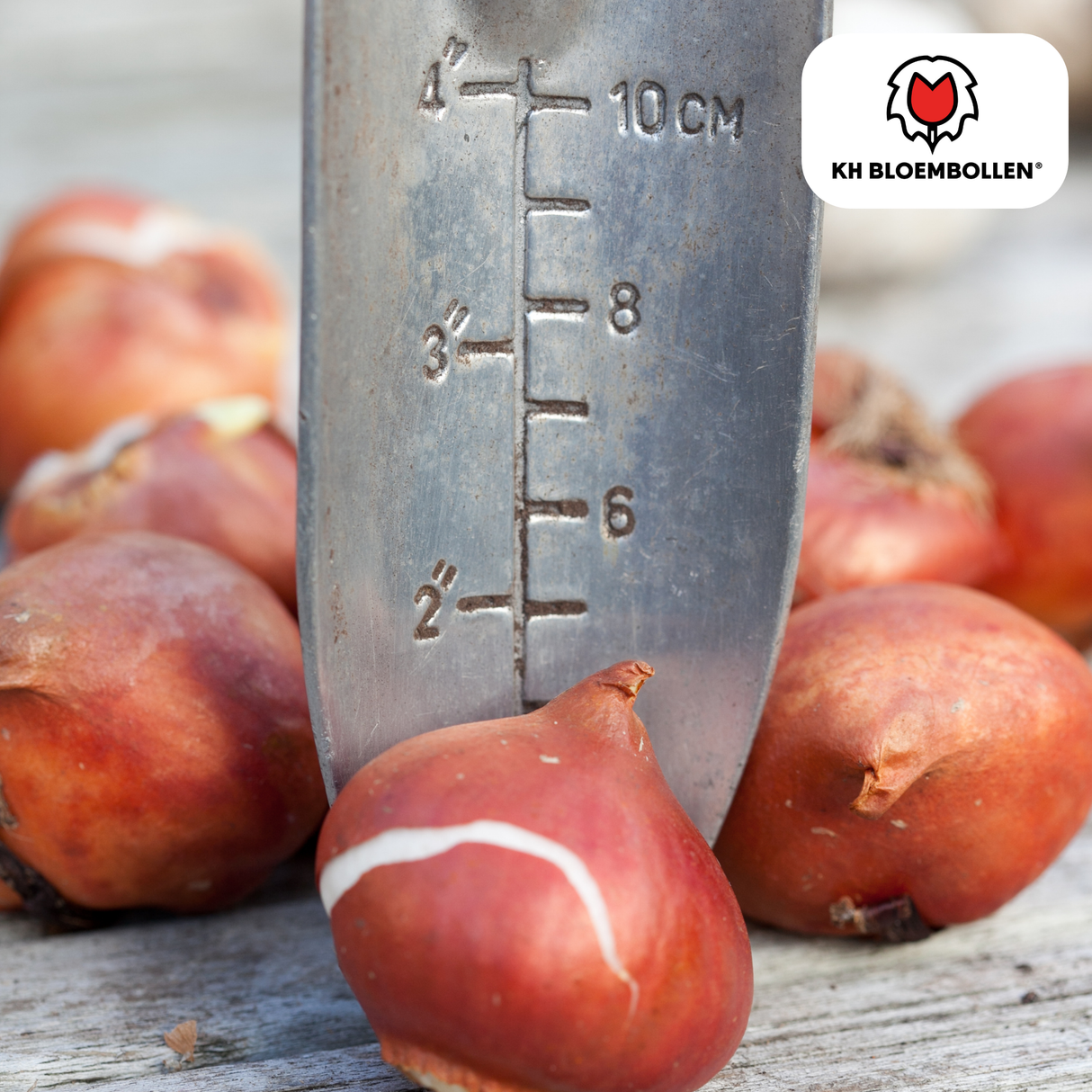 Tulpenbollen Honeymoon – 20 Stuks | KH Bloembollen® | Witte Kartelrand Tulp – Elegant & Uniek – Cadeau voor Tuin of Pot – Maat 11/12 – Vers van de Teler!