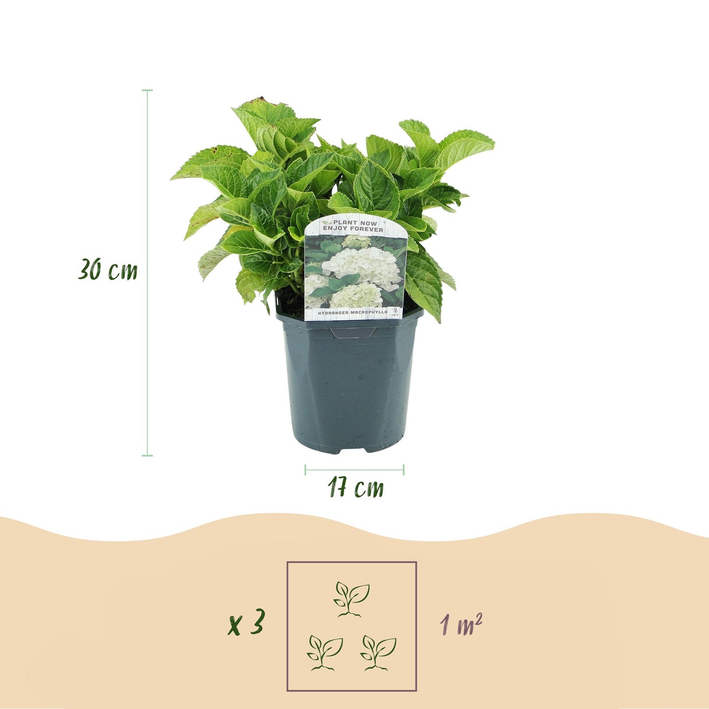 Hortensia / Hydrangea macrophylla Wit – ↕30 cm – ⌀17 cm