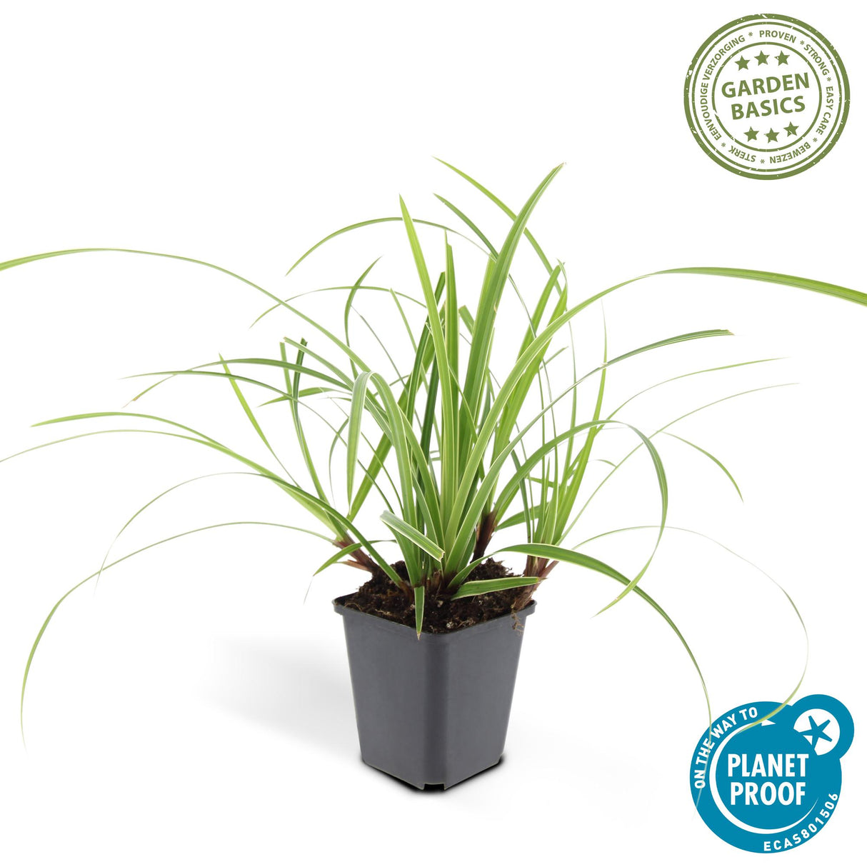 24x Carex morrowii 'Ice Dance' - ↕10-25cm - Ø9cm