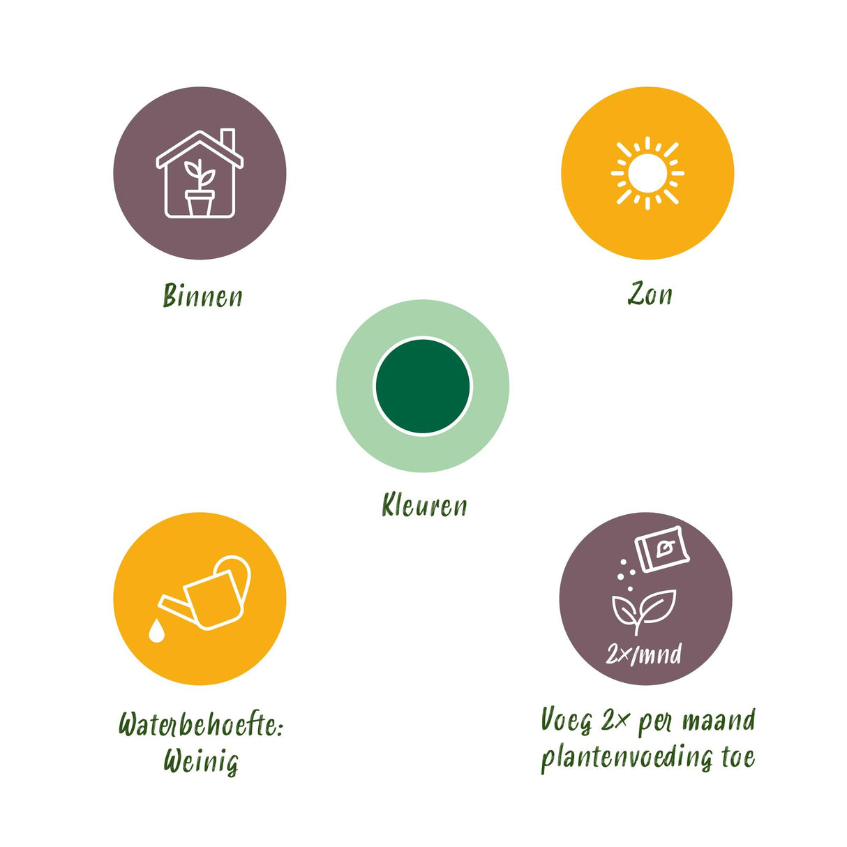 Green boutiQ - Kamerplant - Euphorbia eritrea - Afrikaanse melkboom - Weinig onderhoud - Groen - 1 - Pot 19cm - Hoogte 70cm