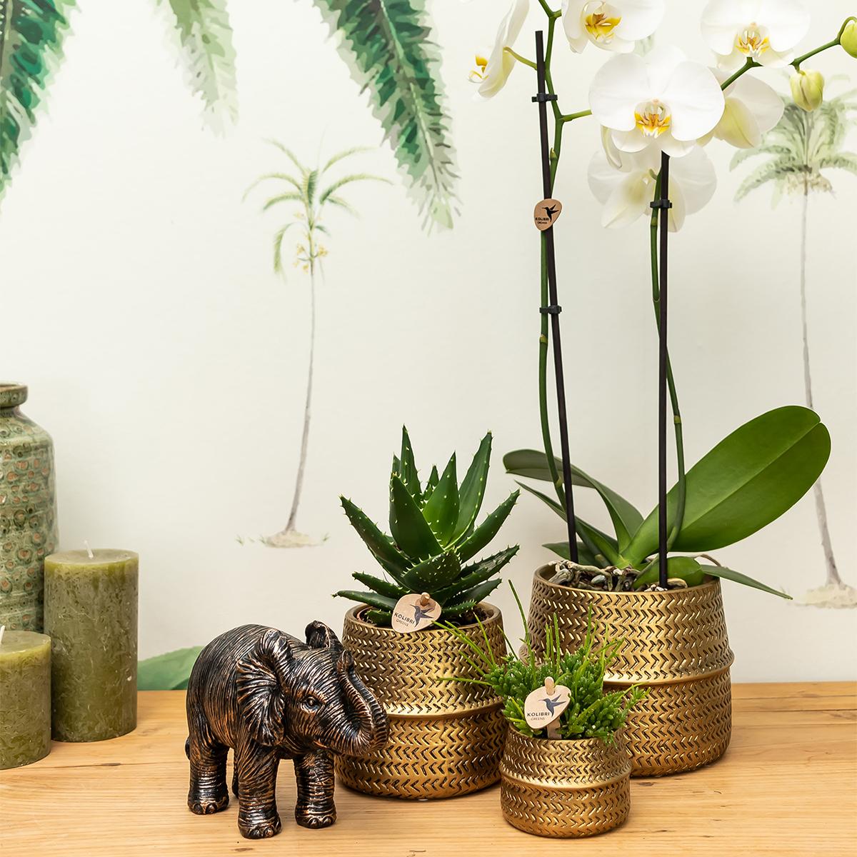 Kolibri Company - Planten set Groove goud | Set met witte Phalaenopsis orchidee Amabilis Ø9cm en groene plant Succulent Aloe Brevifolia Ø6cm | incl. gouden keramieken sierpotten