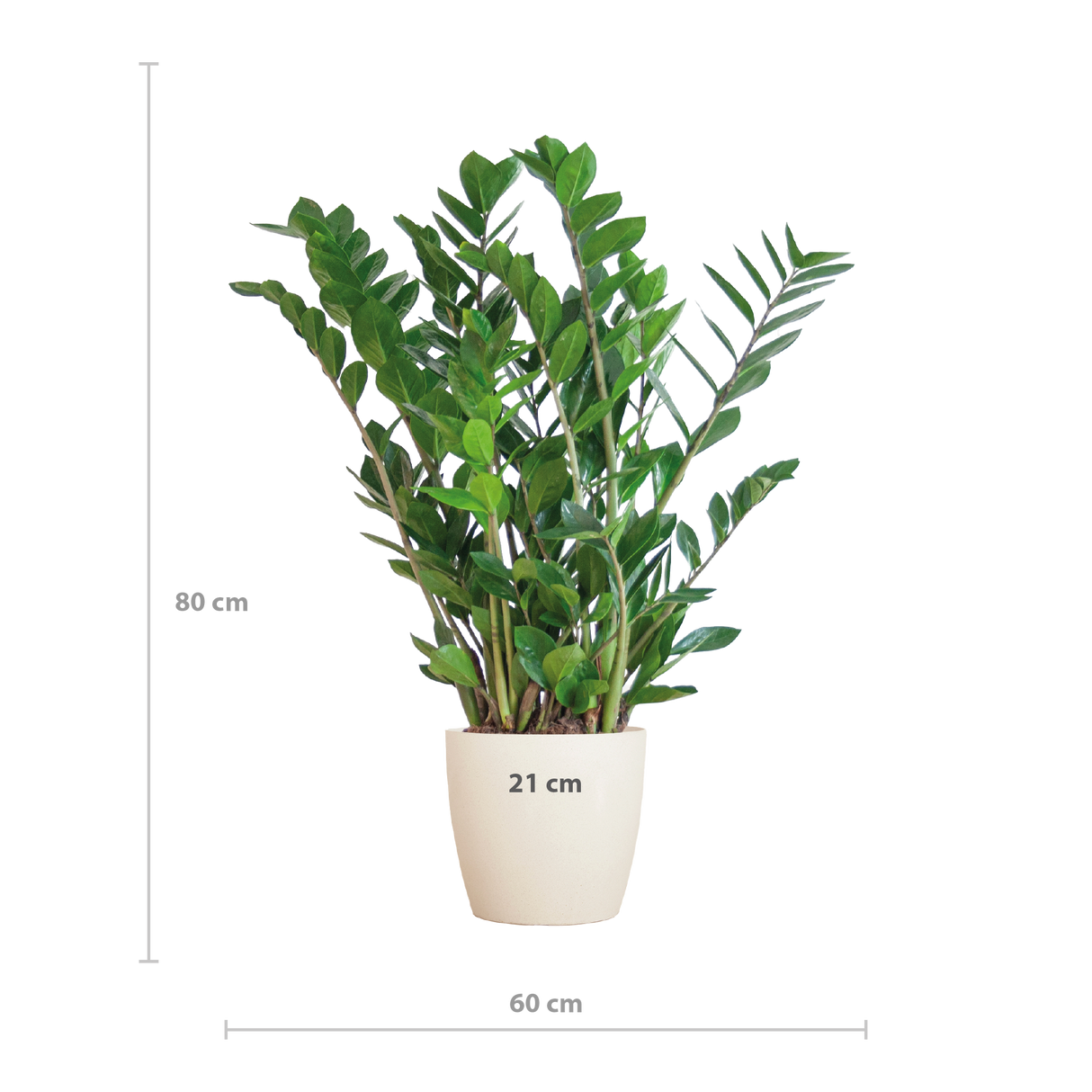 Zamioculcas Zamiifolia avec pot Viber blanc - 80cm - Ø21