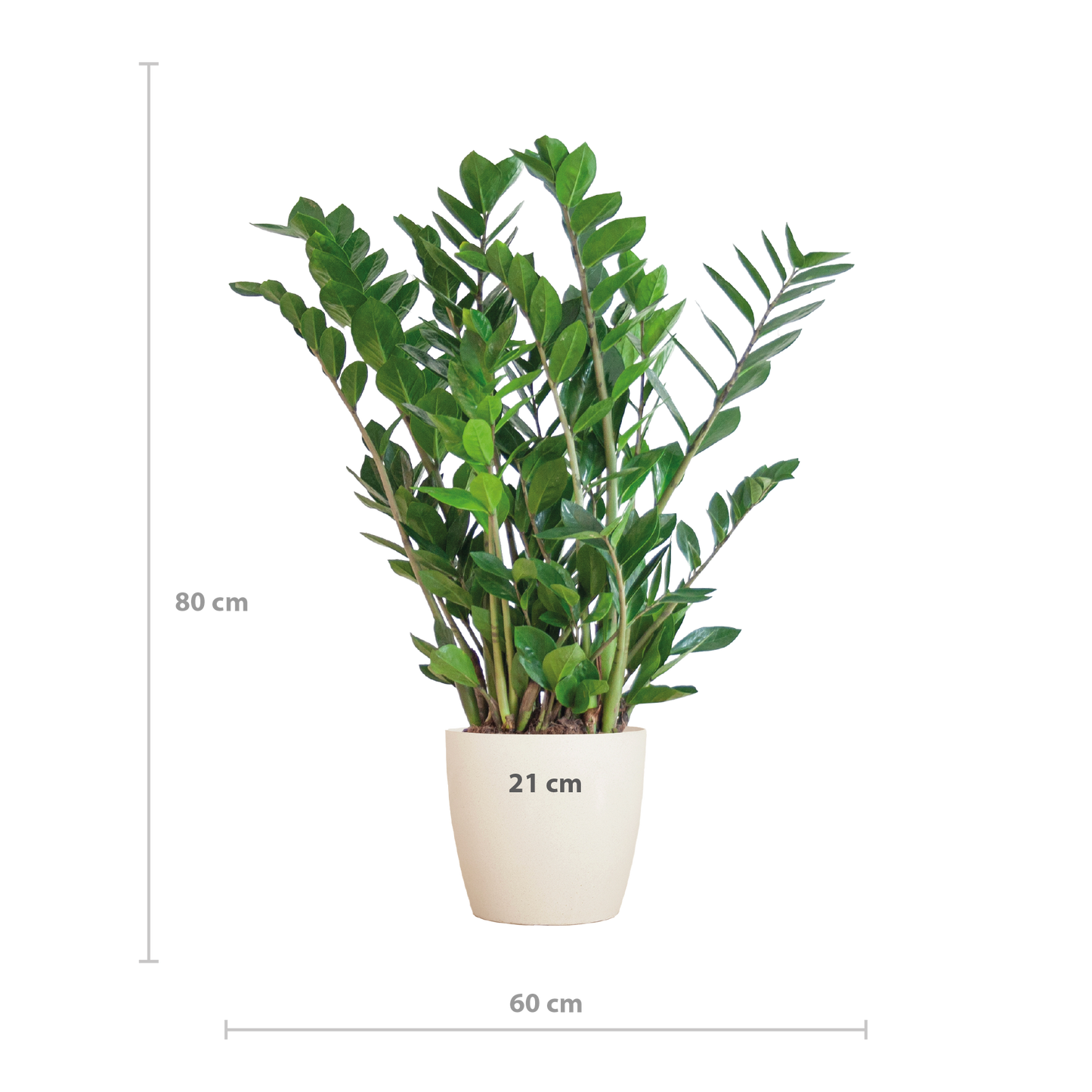 Zamioculcas Zamiifolia met Viber wit - 80cm - Ø21