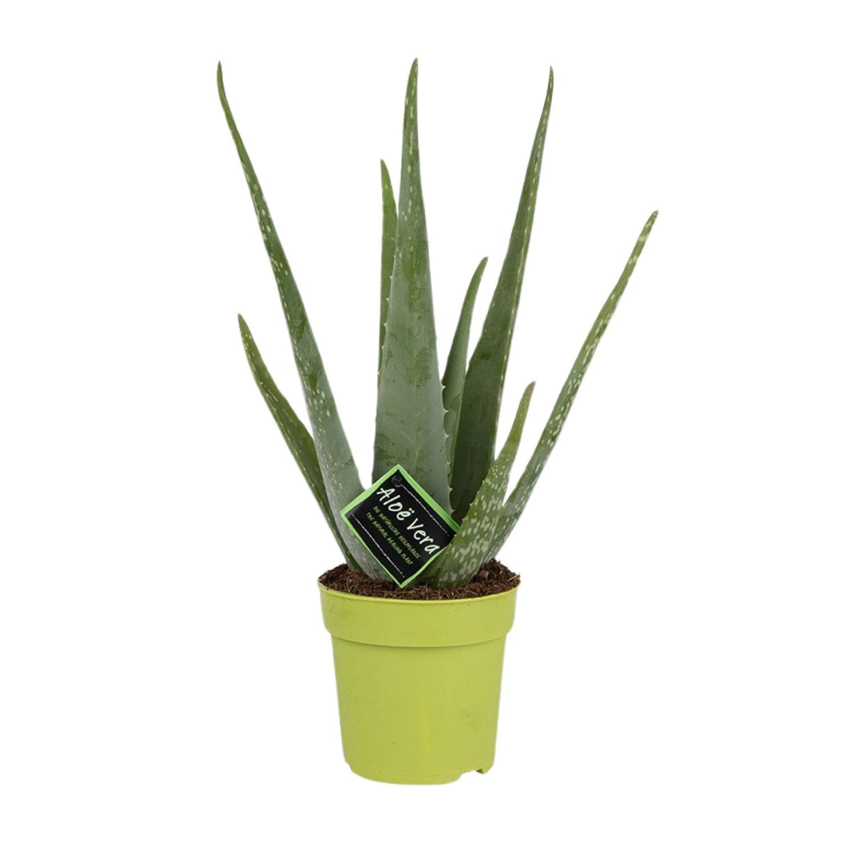 Aloe Vera / Aloe barbadensis – ↕45cm – ⌀12cm – in pot