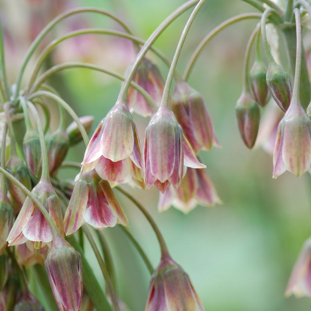 80x Allium Siculum - Siciliaanse honingklokje - Crème en Roze - Zomerbloeier - Bolmaat 10/12