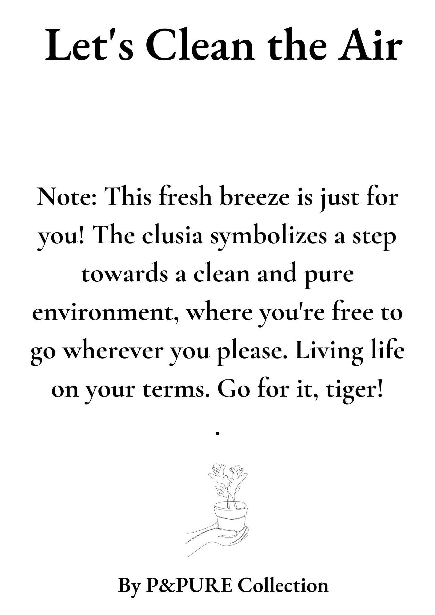 Clusia Rosea Gift "Let's Clean The Air" WITH GREETING CARD! - Ø12cm - ↕30cm
