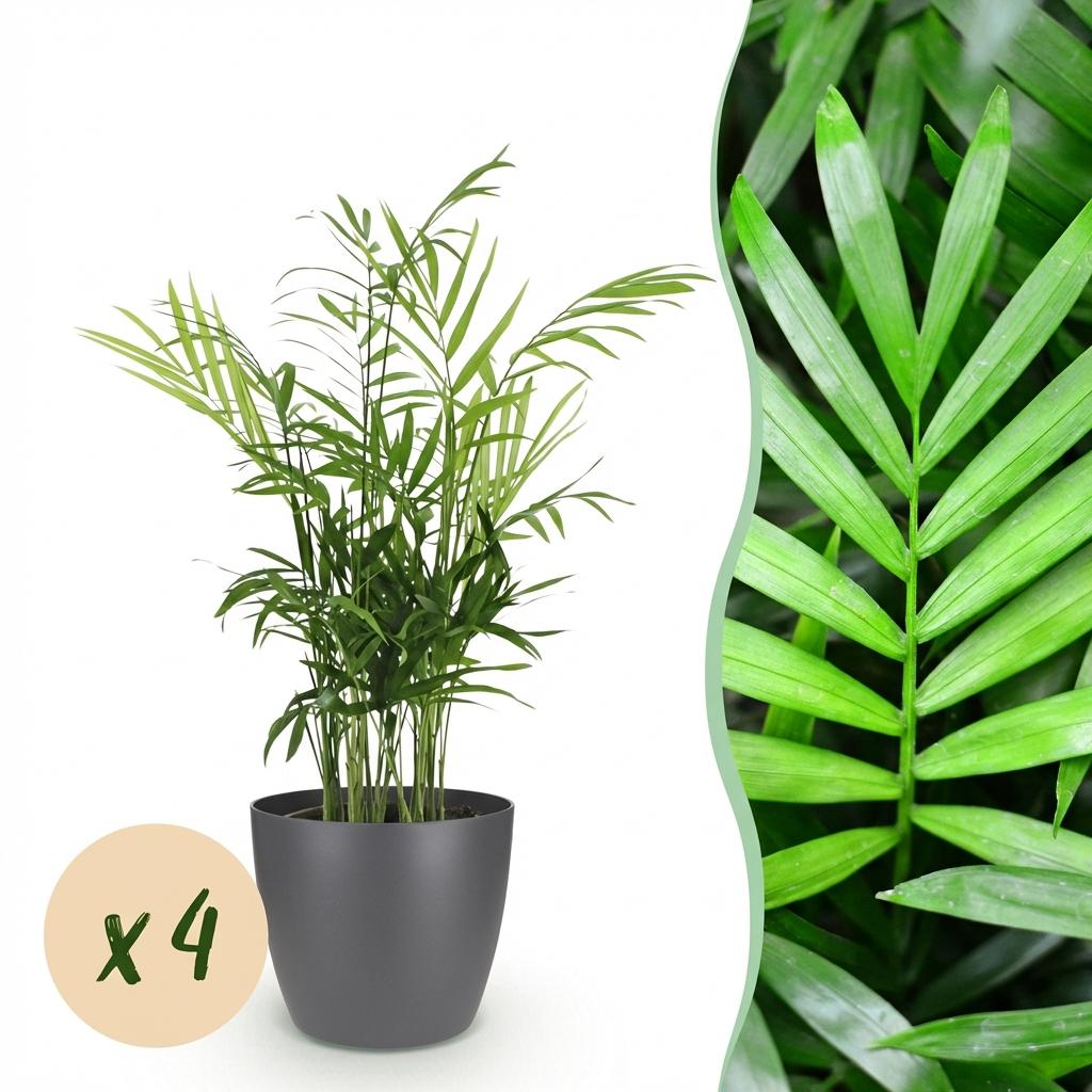 Chamaedorea elegans - Goudpalm - Huisdiervriendelijke Plant - Groen - 4 Planten - met Potter Grijs - Pot 12cm - Hoogte 15cm