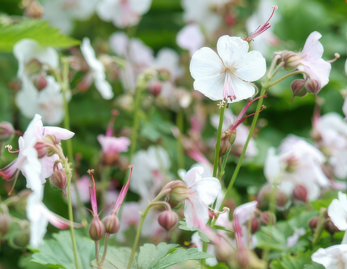 24x Geranium cant. 'Biokovo' - ↕10-25cm - Ø9cm