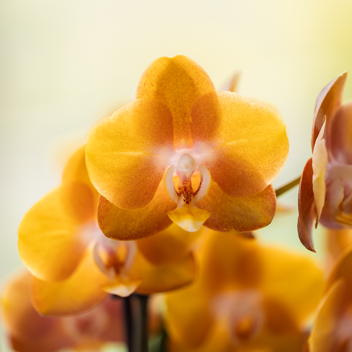 Kolibri Orchids | Oranje Mono Bouquet Jewel Las Vegas in Oyster Dish