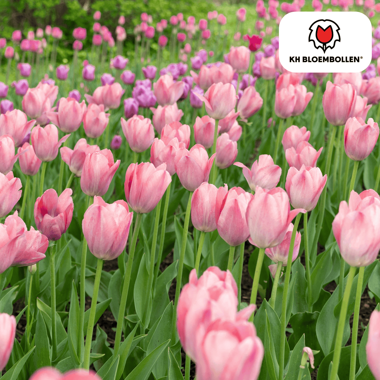 Tulpenzwiebeln Apricot Delight – 20 Stück | KH Bloembollen® | Rosa Apricot Tulpe – Sanft & Frisch – Geschenk für Garten oder Topf – Größe 11/12 – Frisch vom Züchter!