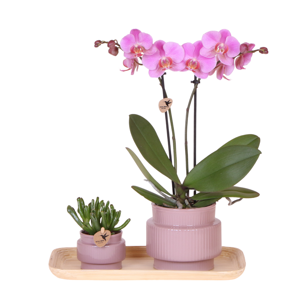 Kolibri Orchids | Gift Set Allure Paars - Roze-Paarse Phalaenopsis Orchidee Mineral Frederikstad & Succulent