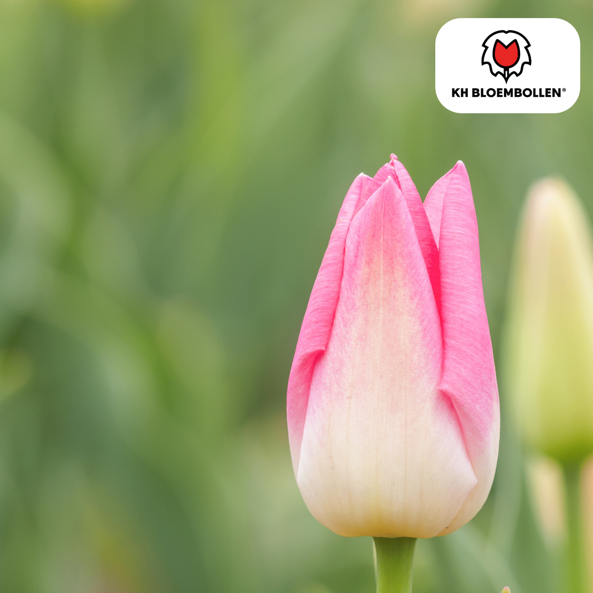 Tulpenbollen Dynasty – 20 Stuks | KH Bloembollen® | Roze Tulp – Elegant & Vol – Voor Tuin of Pot – Maat 11/12 – Vers van de Teler