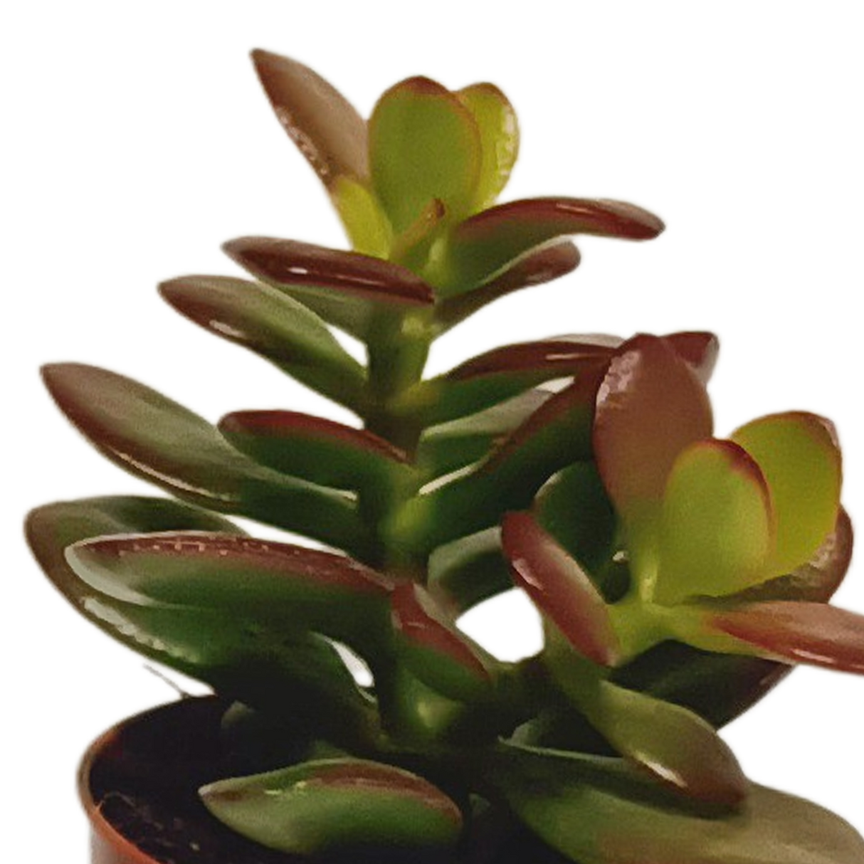 Vetplanten mix 5.5 cm - 10x - zonder pot