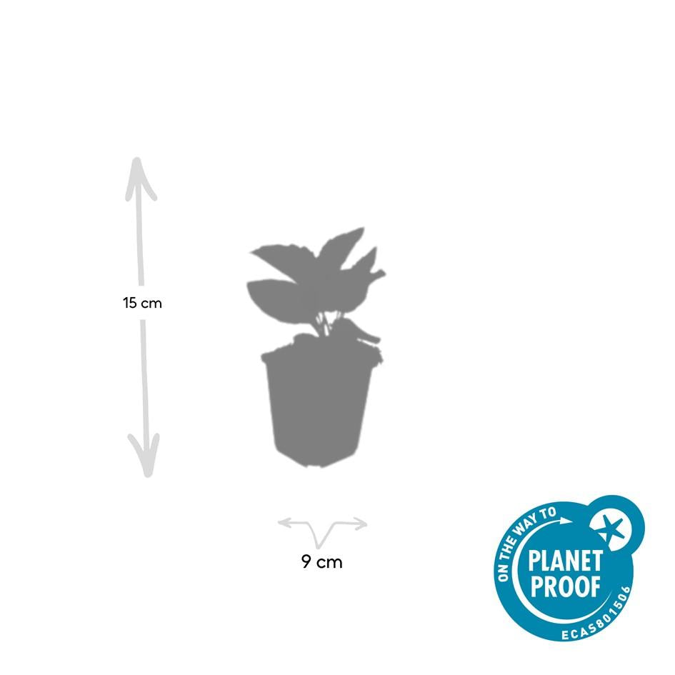 48x Zonnehoed / Rudbeckia fulgida 'Goldsturm' – ↕10cm – ⌀9 cm