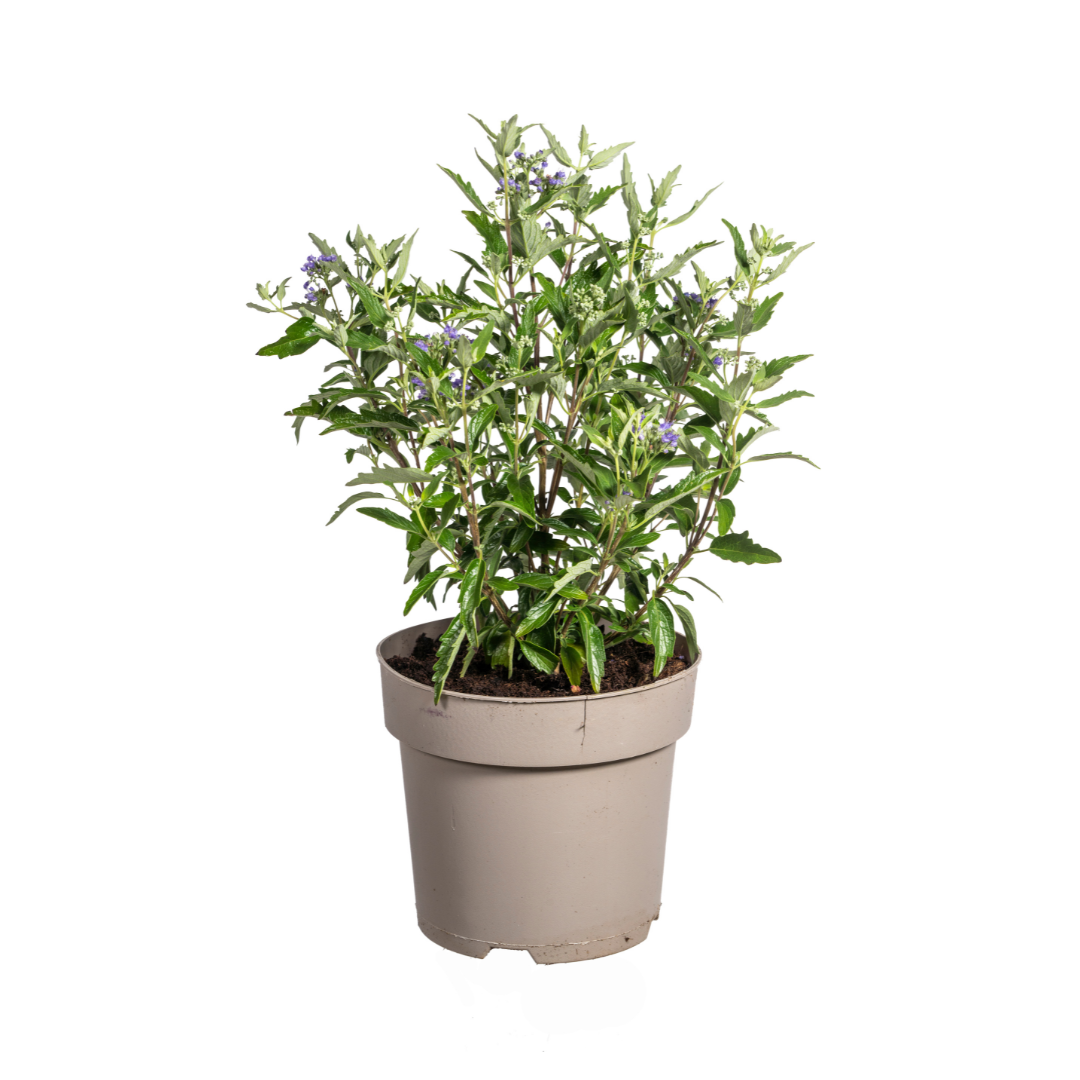 Caryopteris x Clandonensis Ø19cm - ↕40 - 50cm