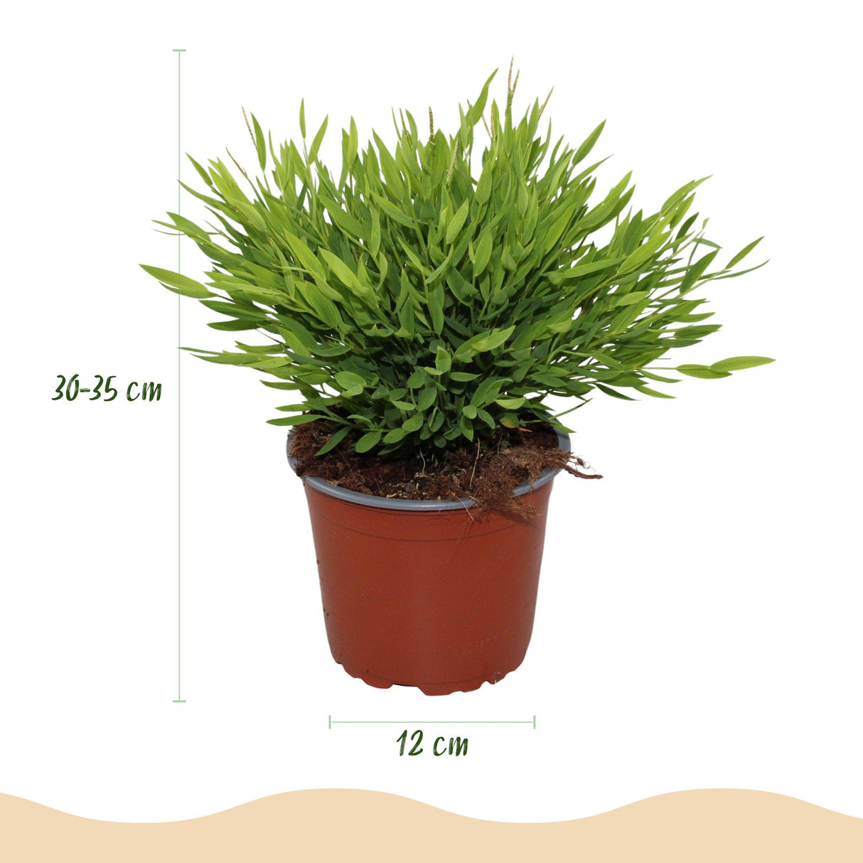 Bamusa Pogonatherum Monica - Bamboegras - Huisdiervriendelijke Plant - Groen - 2 Planten - met Potter Grijs - Pot 12cm - Hoogte 20cm
