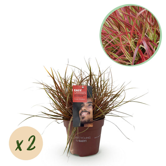 Siergrassen - Uncinia rubra Everflame  - Rood - 2 Planten - Bladhoudend - Weinig Onderhoud - Pot 17cm Hoogte 50cm