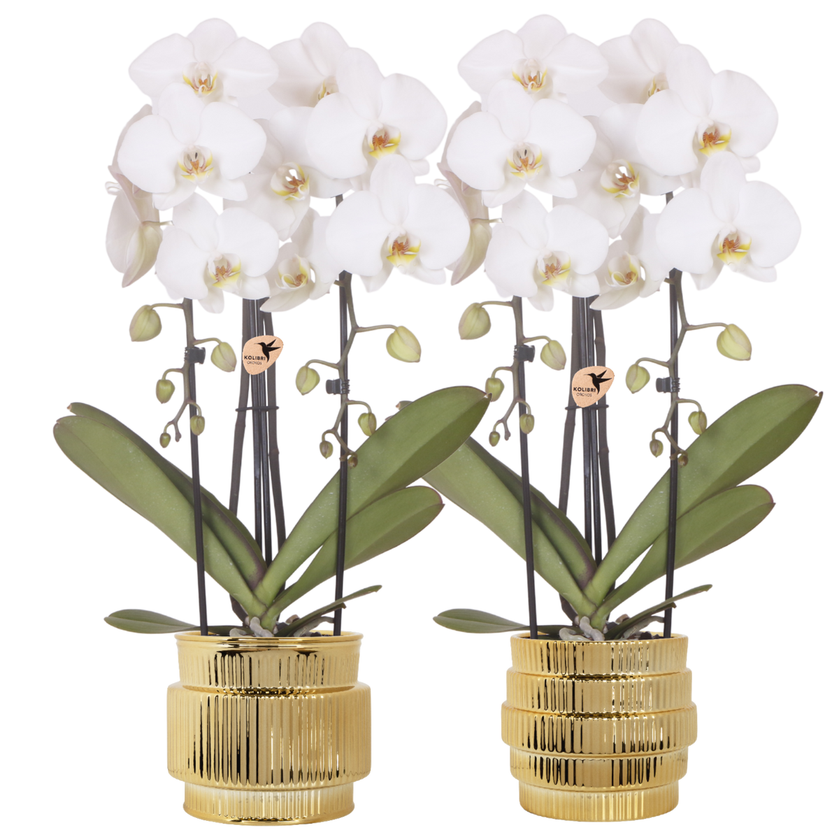 Kolibri Orchids | Plantenset Allure Shiny Goud - 2 Witte Phalaenopsis Orchideeën Niagara Fall White - Ø12 cm